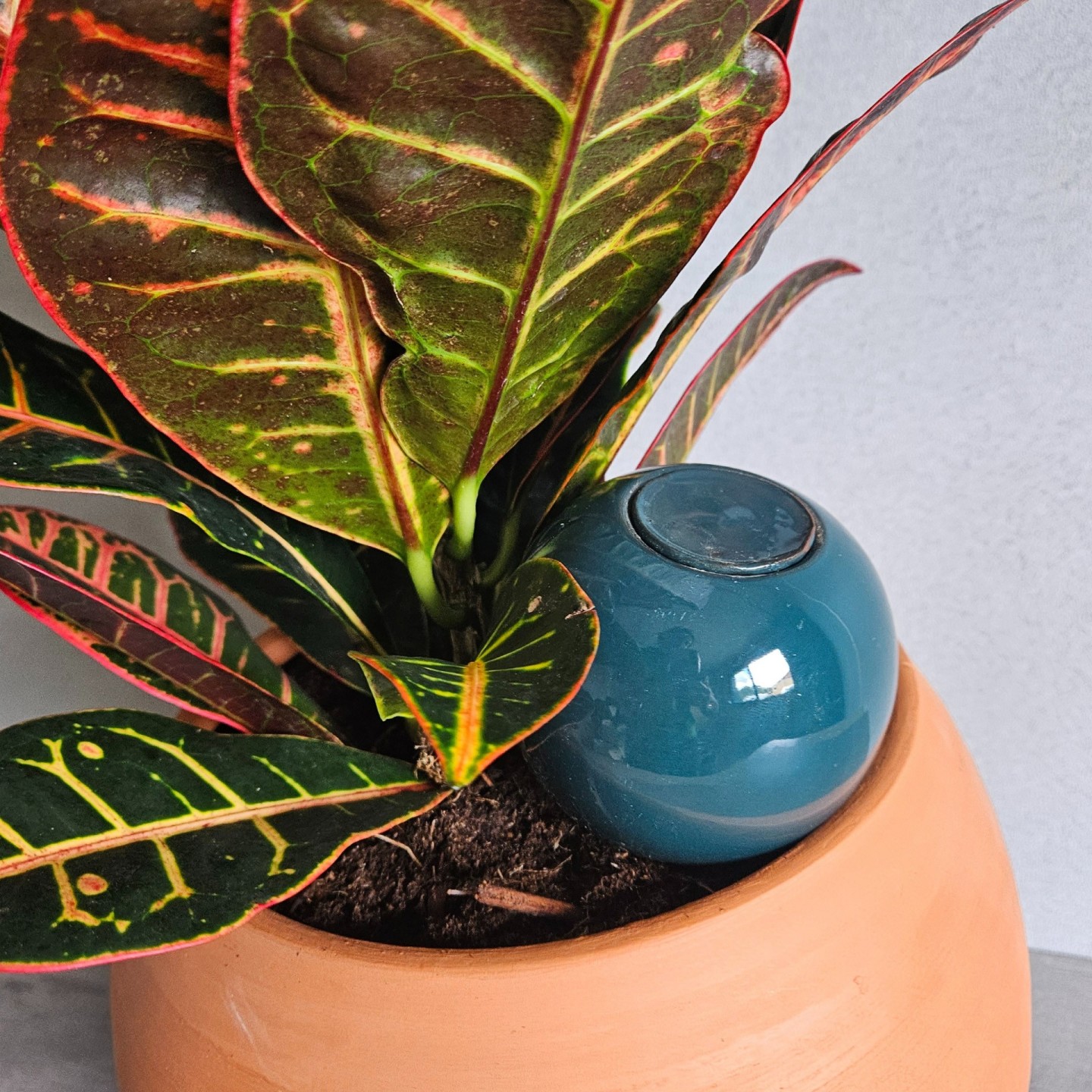 Ollas à Planter Medium – Poterie artisanale française | Arrosage naturel et durable – Ollas Lutton