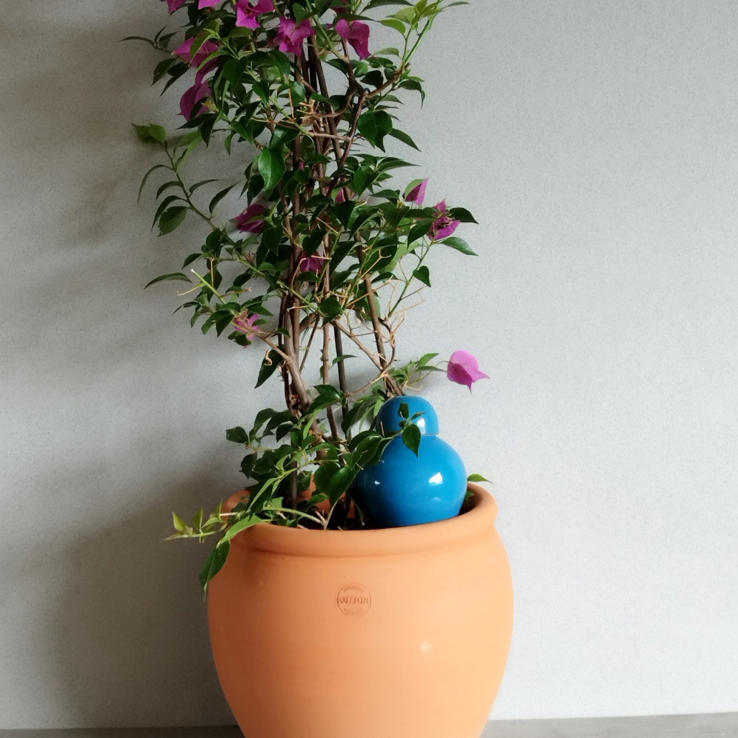 Ollas Sabeur Acheter - Ollas Lutton - Arrosoir autonome