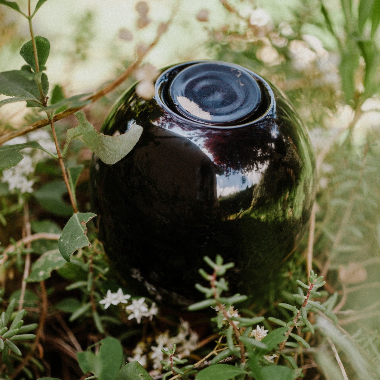 Mini Ollas à Planter Acheter - Ollas Lutton - Diffuseur d'eau autonome