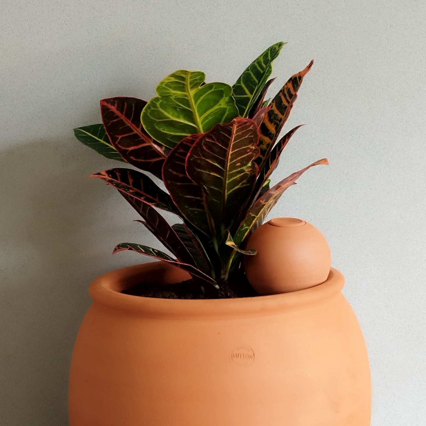 Mini Ollas à Planter Acheter - Ollas Lutton - Diffuseur d'eau autonome