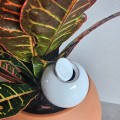 Mini Ollas à Planter Acheter - Ollas Lutton - Diffuseur d'eau autonome