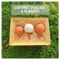 Coffret d'ollas à planter - Ollas Lutton