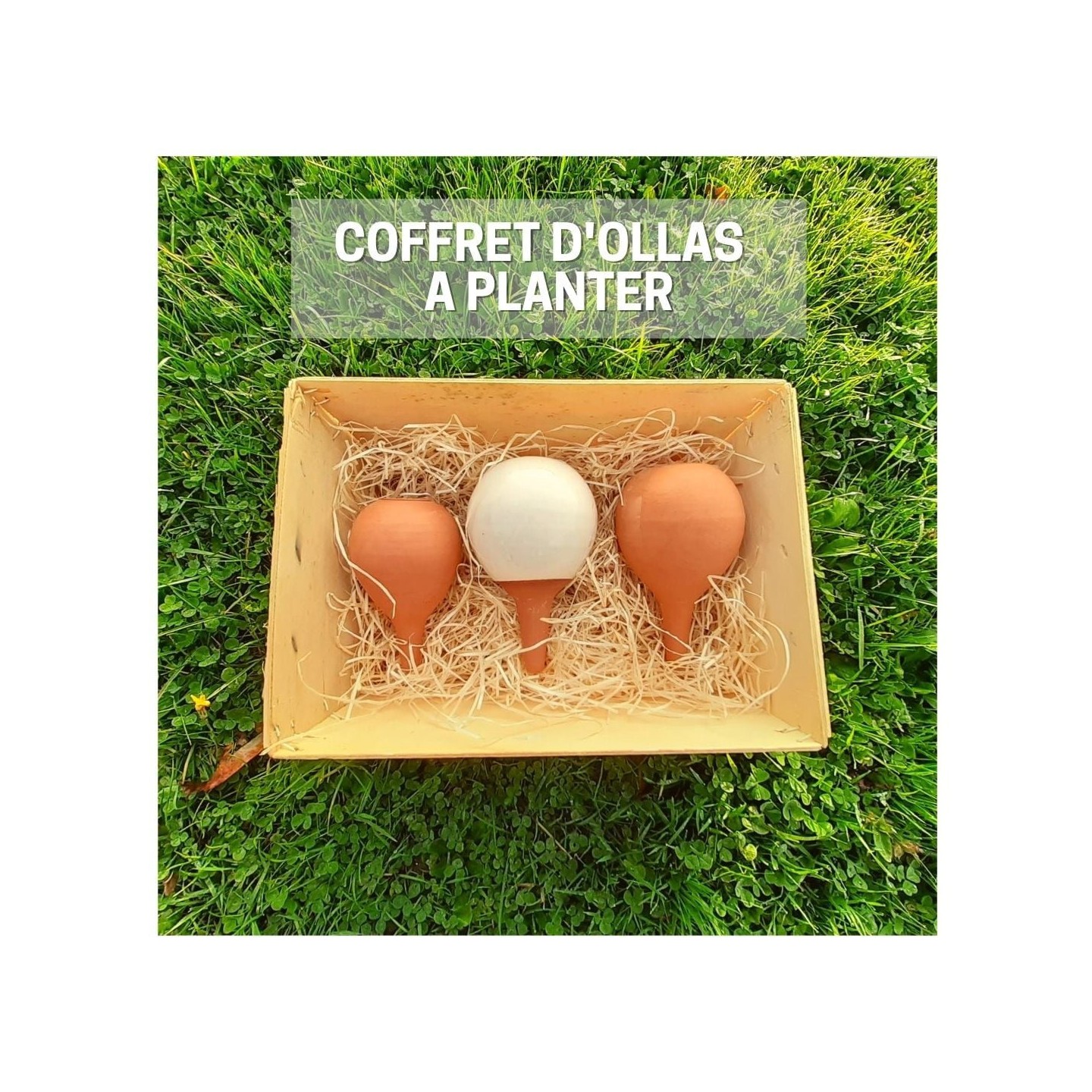 Coffret d'ollas à planter - Ollas Lutton