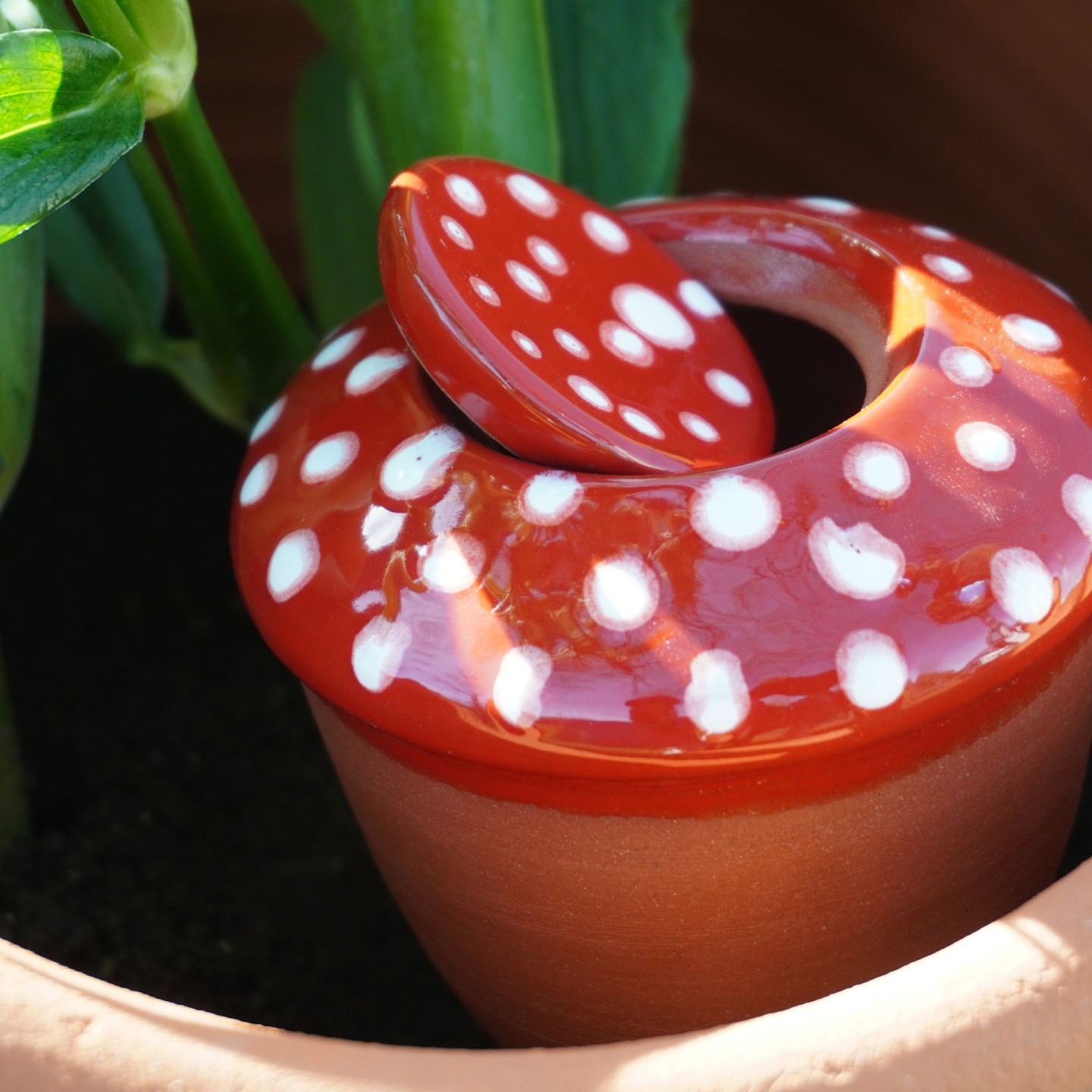 Ollas bolet - Ollas Lutton