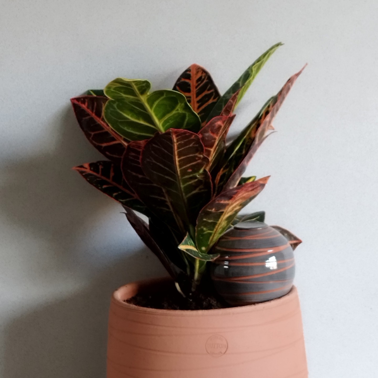 Ollas à Planter Spiral - Irrigation Autonome et Élégant