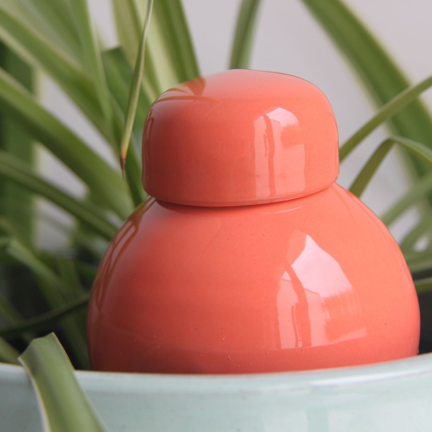 Ollas Sabeur Acheter - Ollas Lutton - Arrosoir autonome