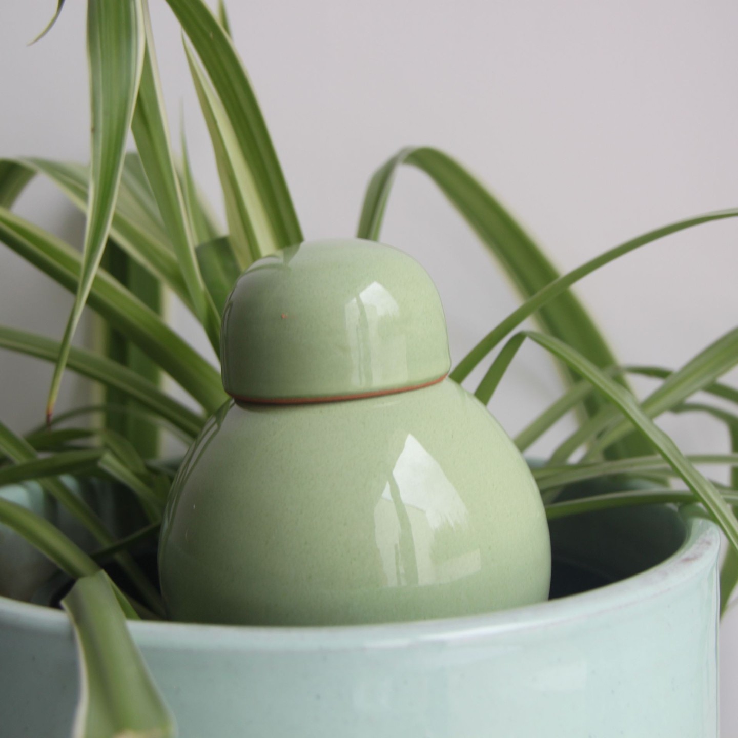 Ollas Sabeur Acheter - Ollas Lutton - Arrosoir autonome