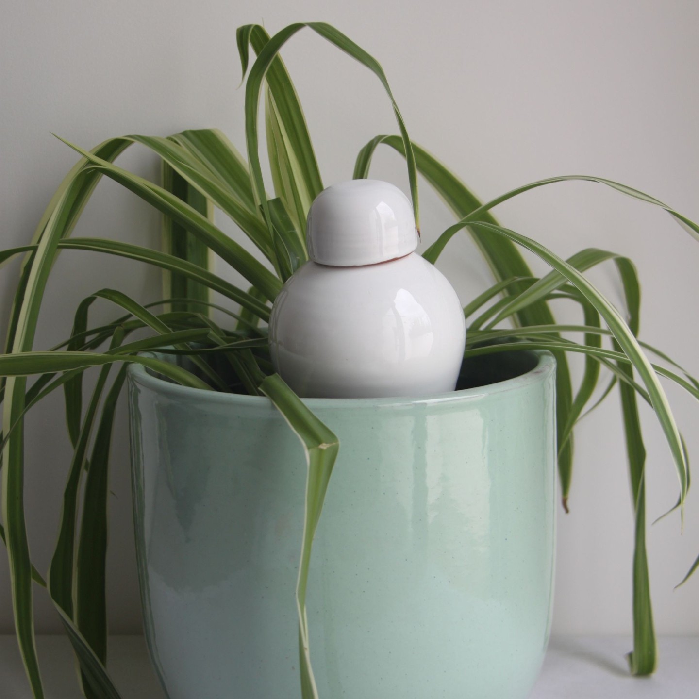 Ollas Sabeur Acheter - Ollas Lutton - Arrosoir autonome