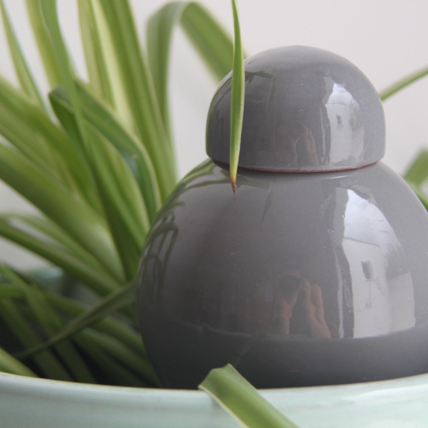 Ollas Sabeur Acheter - Ollas Lutton - Arrosoir autonome