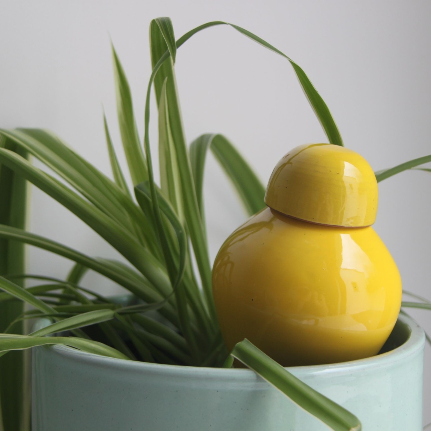 Ollas Sabeur Acheter - Ollas Lutton - Arrosoir autonome