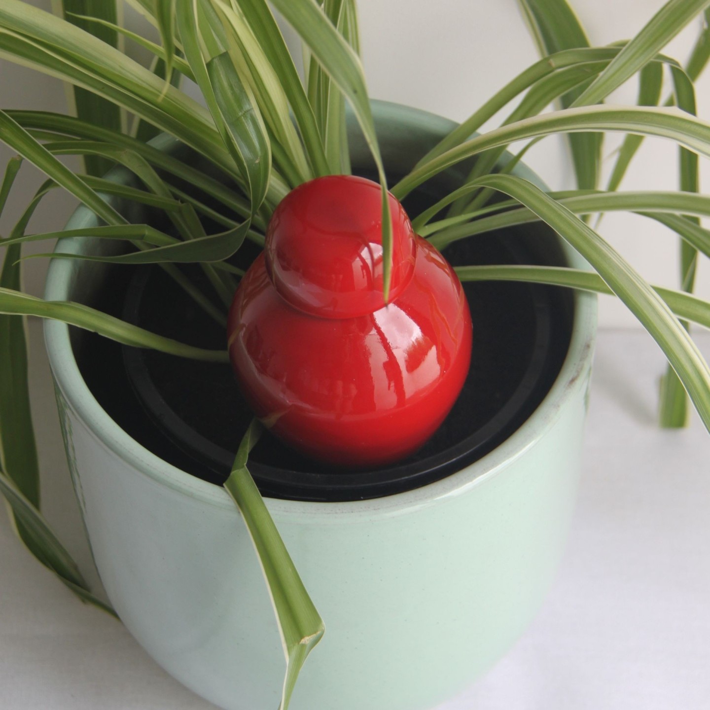 Ollas Sabeur Acheter - Ollas Lutton - Arrosoir autonome