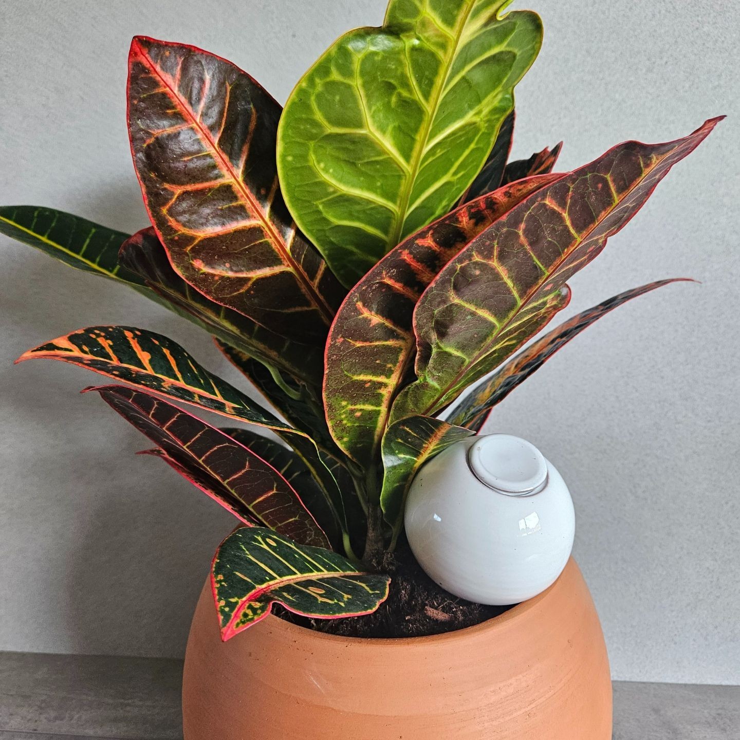 Mini Ollas à Planter Acheter - Ollas Lutton - Diffuseur d'eau autonome