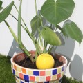 Mini Ollas à Planter Acheter - Ollas Lutton - Diffuseur d'eau autonome