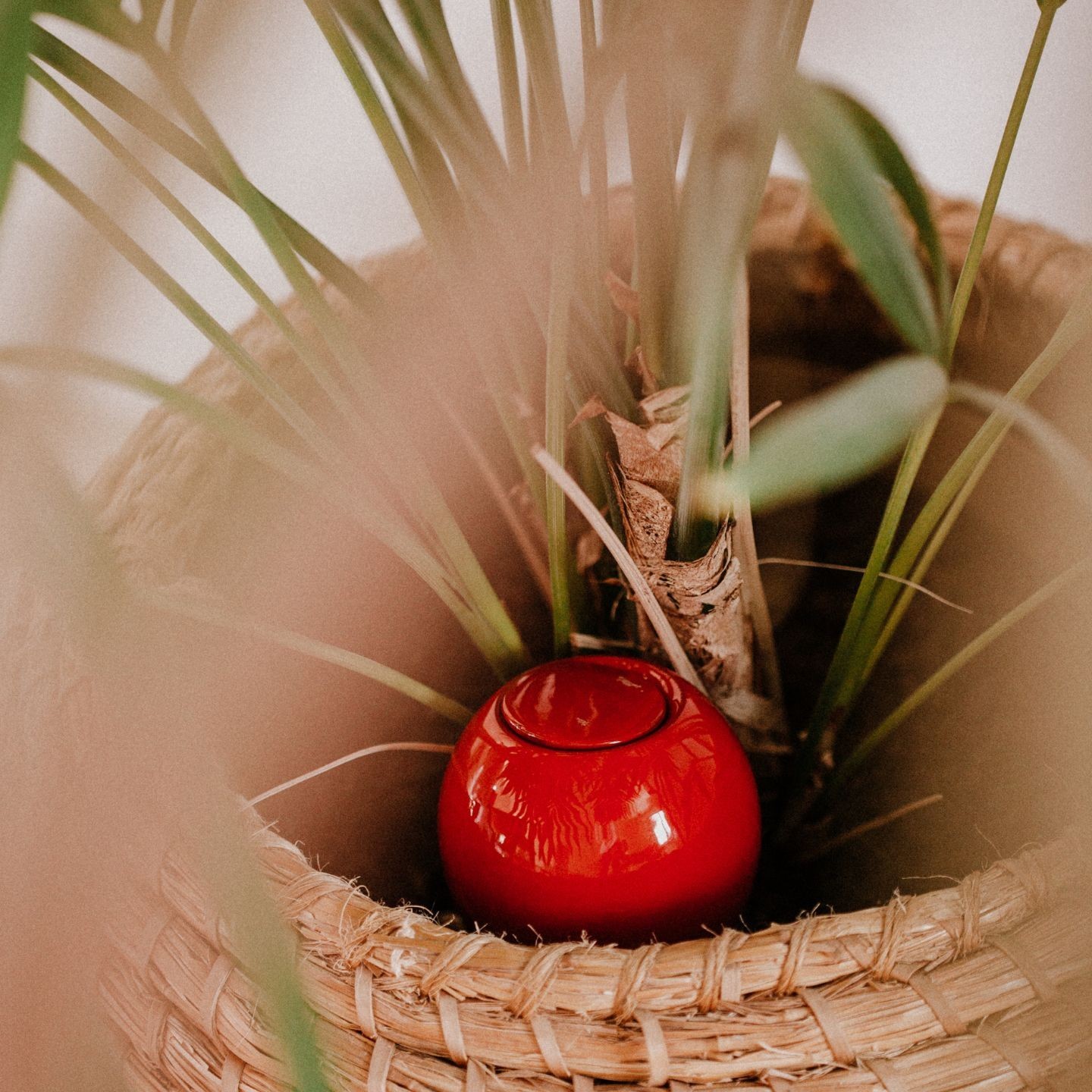 Mini Ollas à Planter Acheter - Ollas Lutton - Diffuseur d'eau autonome