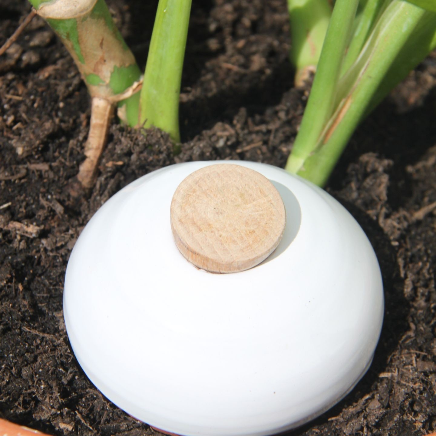 Ollas Galet : L'accessoire d’irrigation naturel pour vos plantes en pot