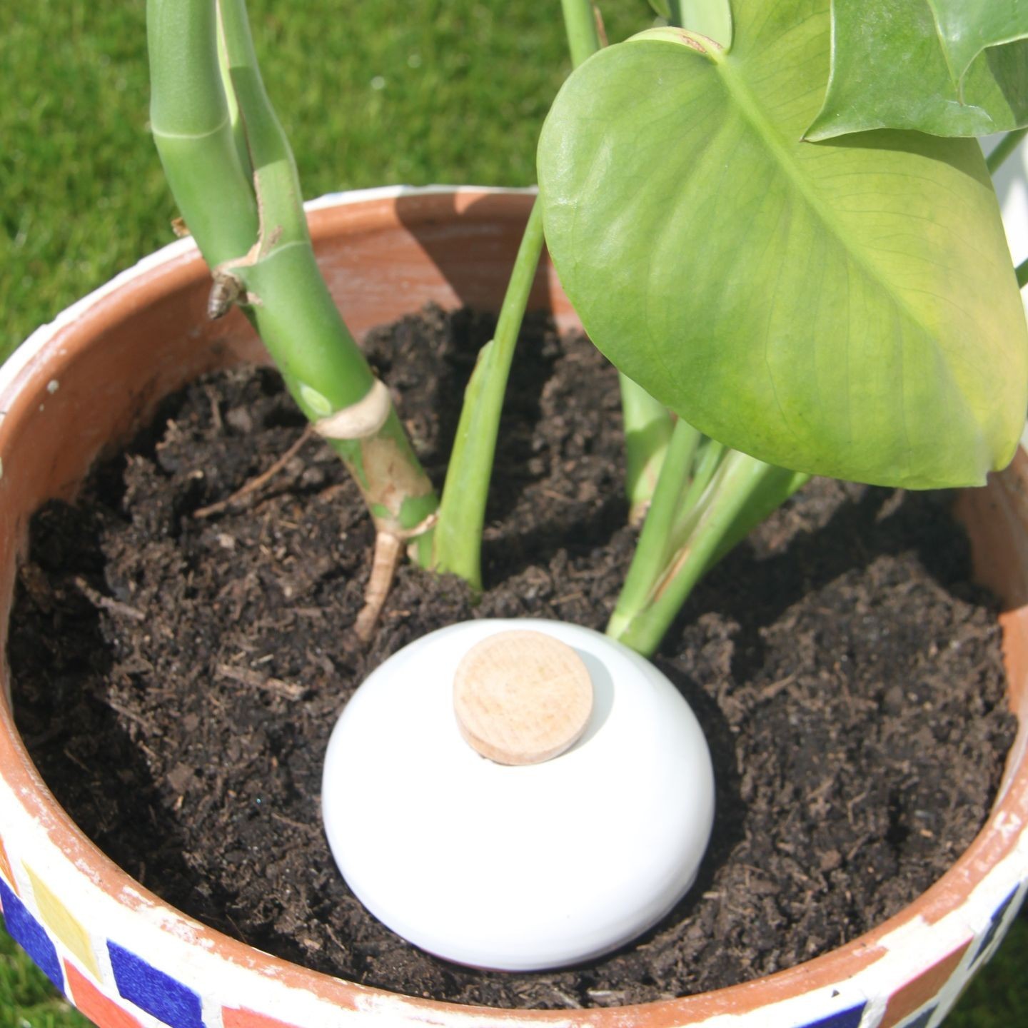 Ollas Galet : L'accessoire d’irrigation naturel pour vos plantes en pot