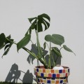Ollas Galet : L'accessoire d’irrigation naturel pour vos plantes en pot