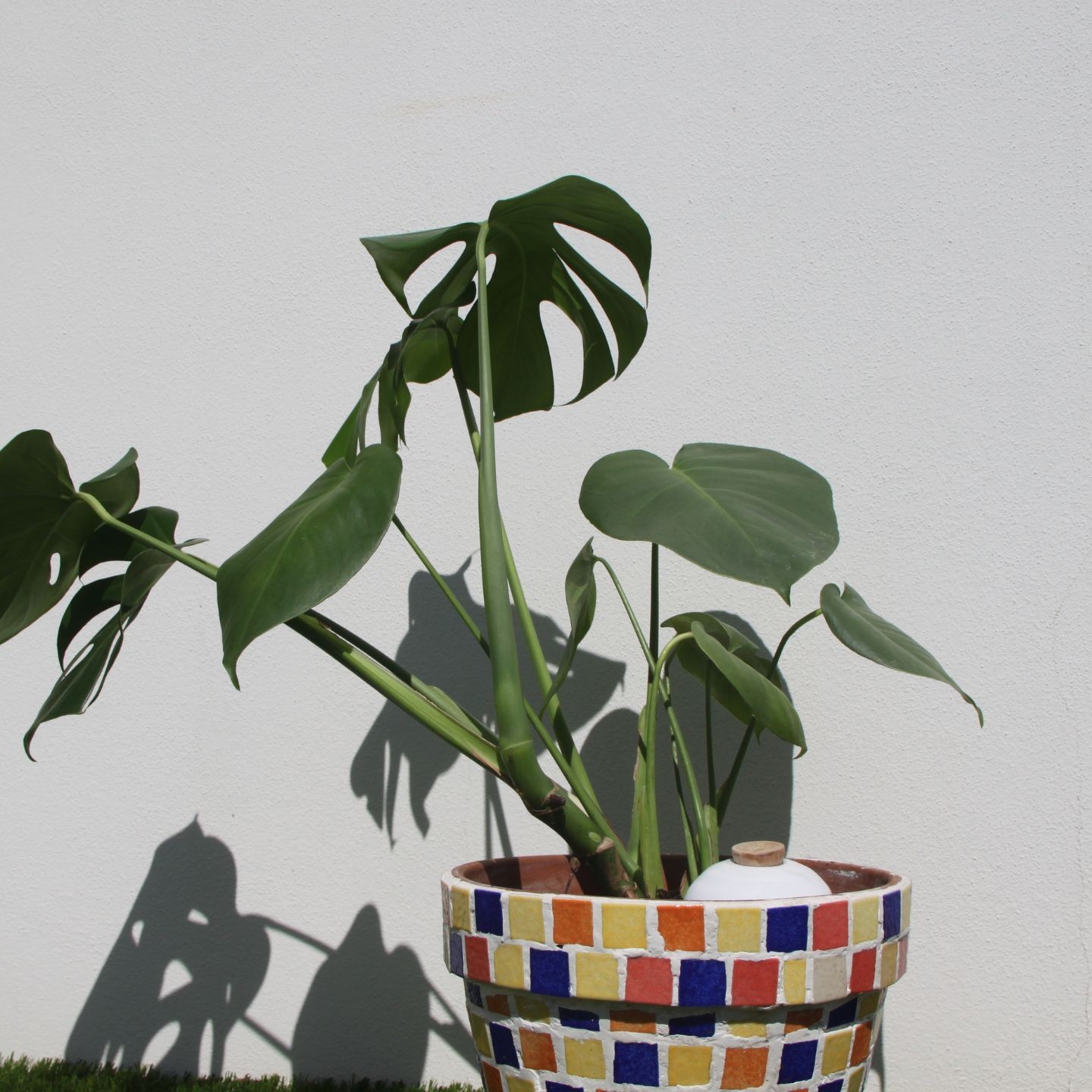 Ollas Galet : L'accessoire d’irrigation naturel pour vos plantes en pot