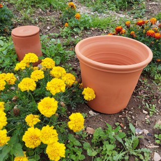 Pot terracota