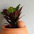 Coffret d’ollas décoré pour plantes d’intérieur