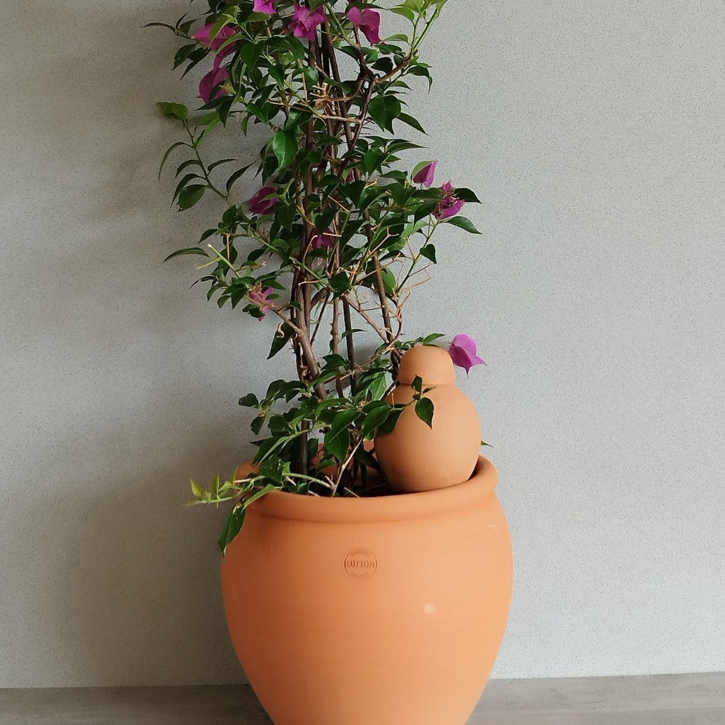 Coffret Ollas Lutton – Un Cadeau Original et complet oyas