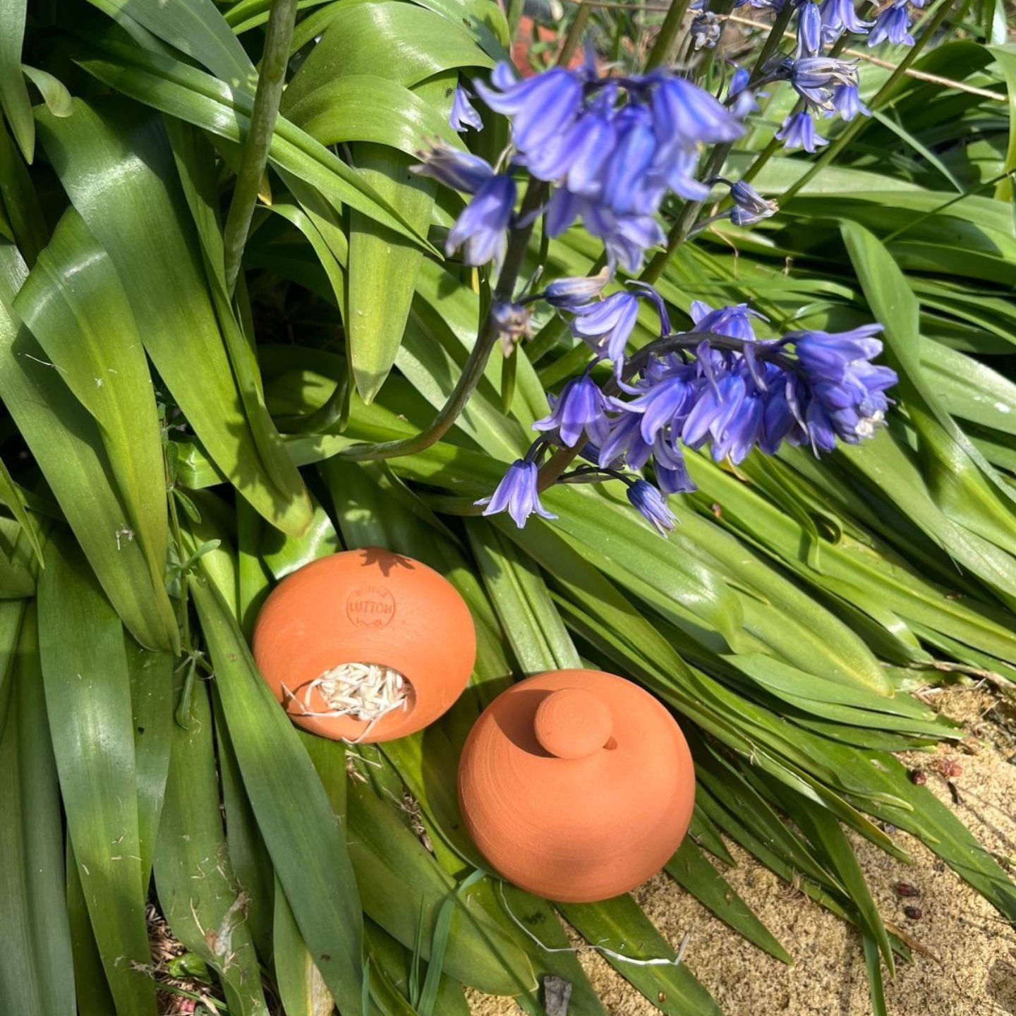 Cocon pour Perce-oreilles - Ollas Lutton