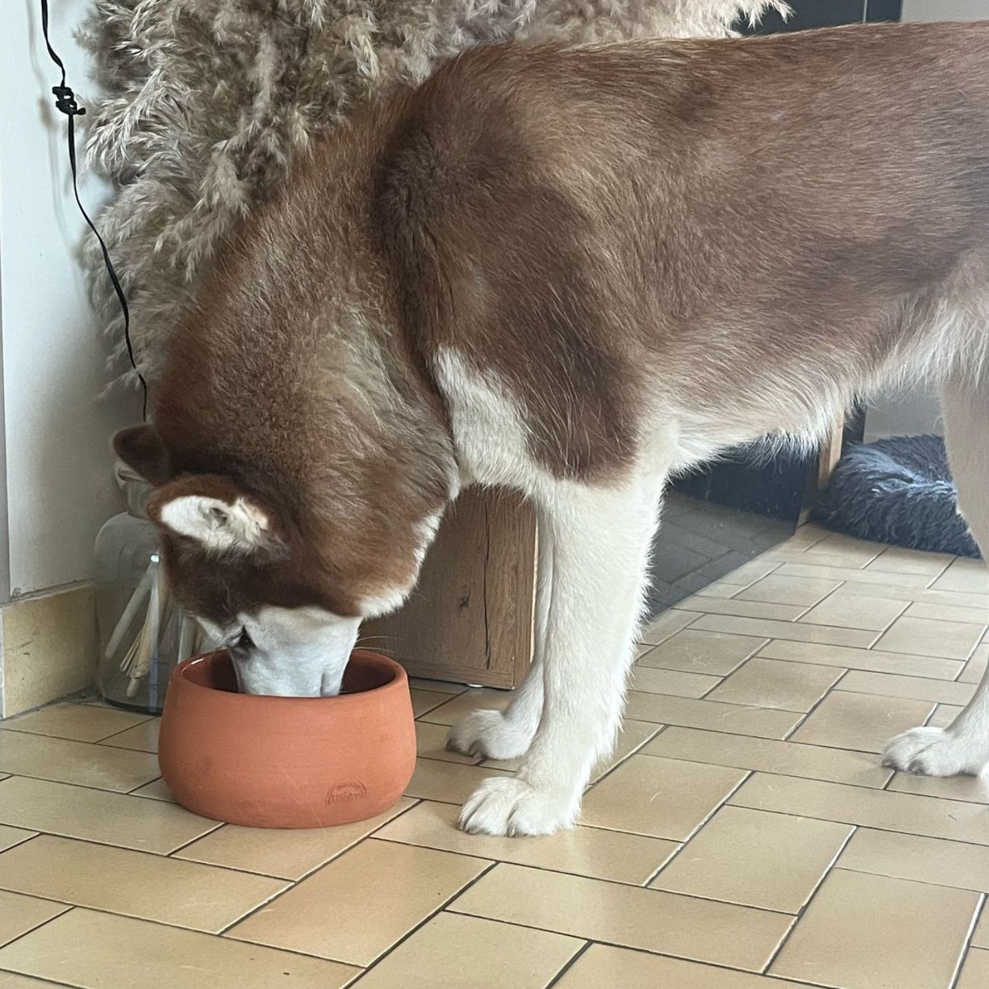 Gamelle en poterie :  le choix sain pour votre chien