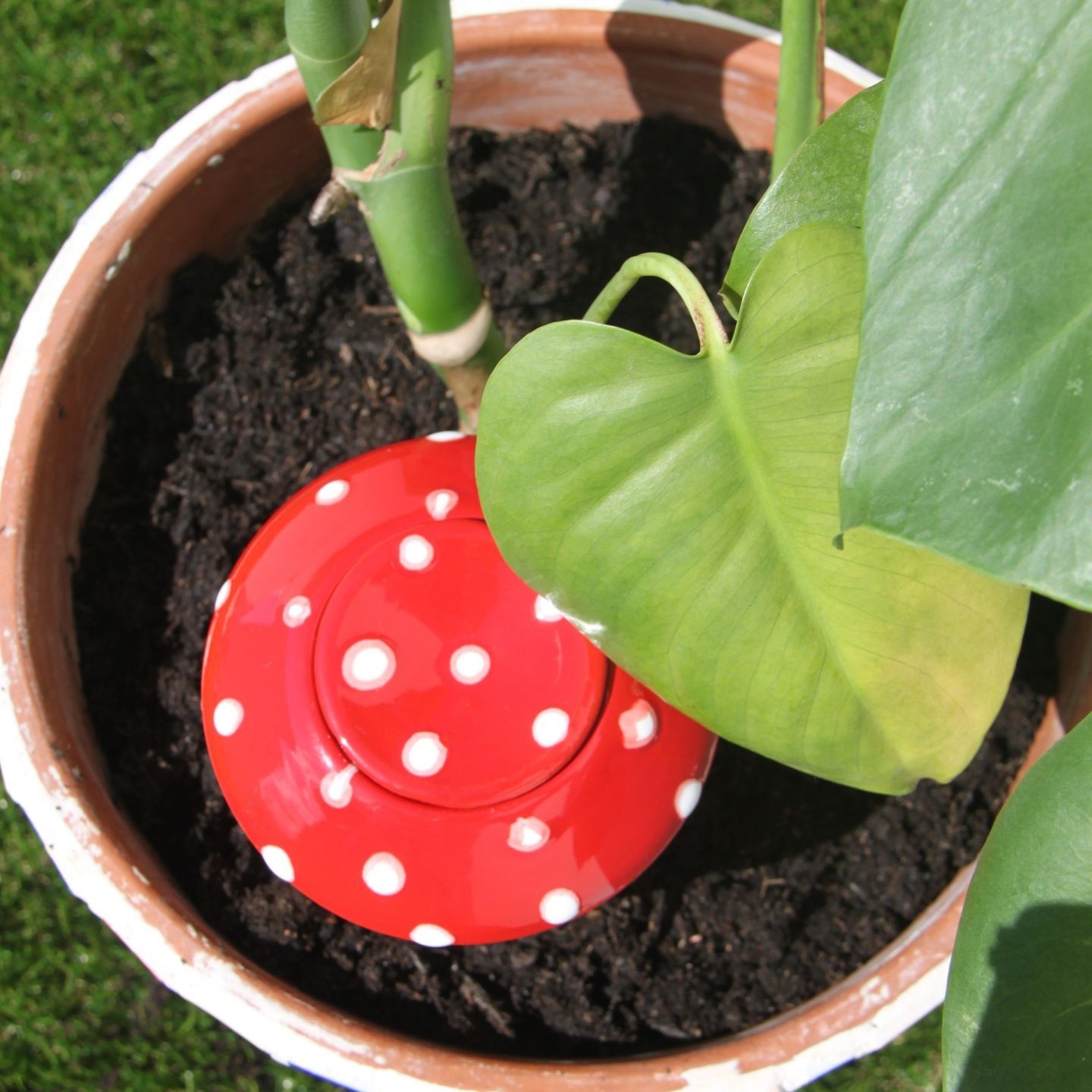 Ollas bolet - Ollas Lutton