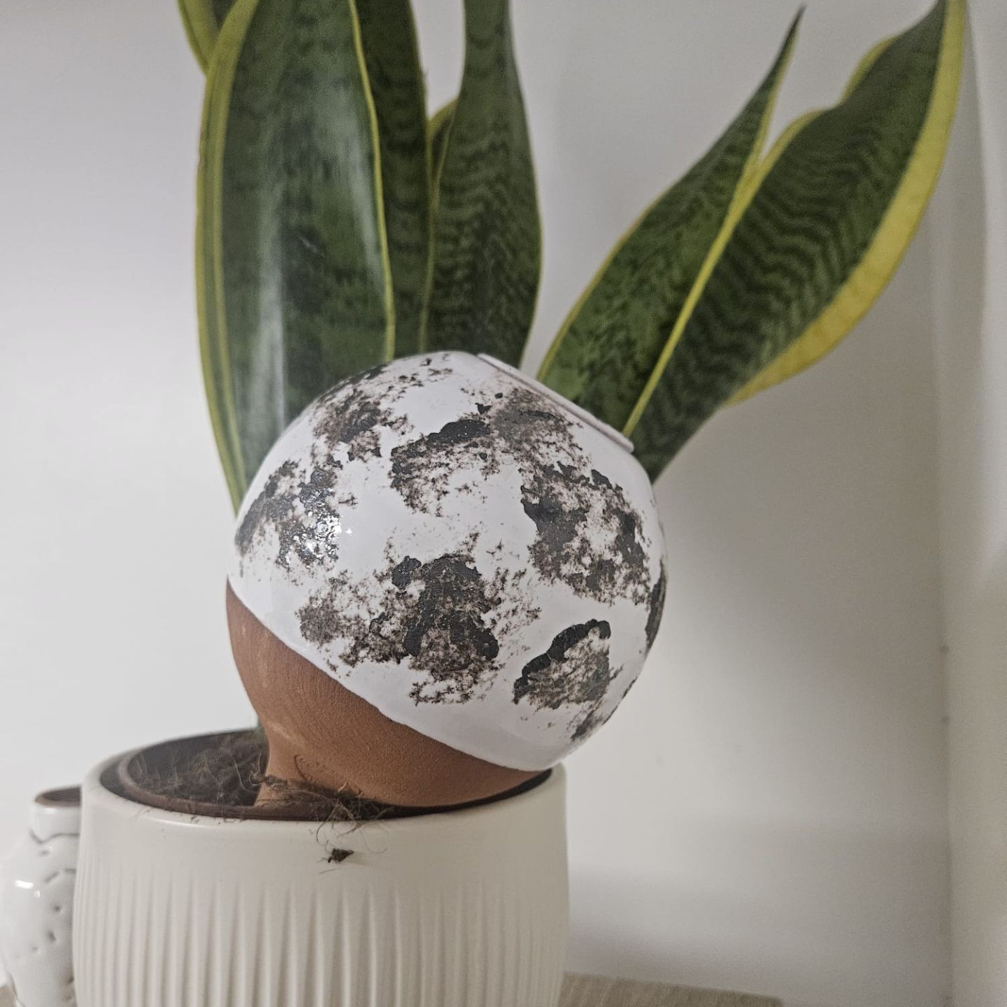 Ollas à Planter Métallique Acheter - Ollas Lutton - Diffuseur d'eau autonome