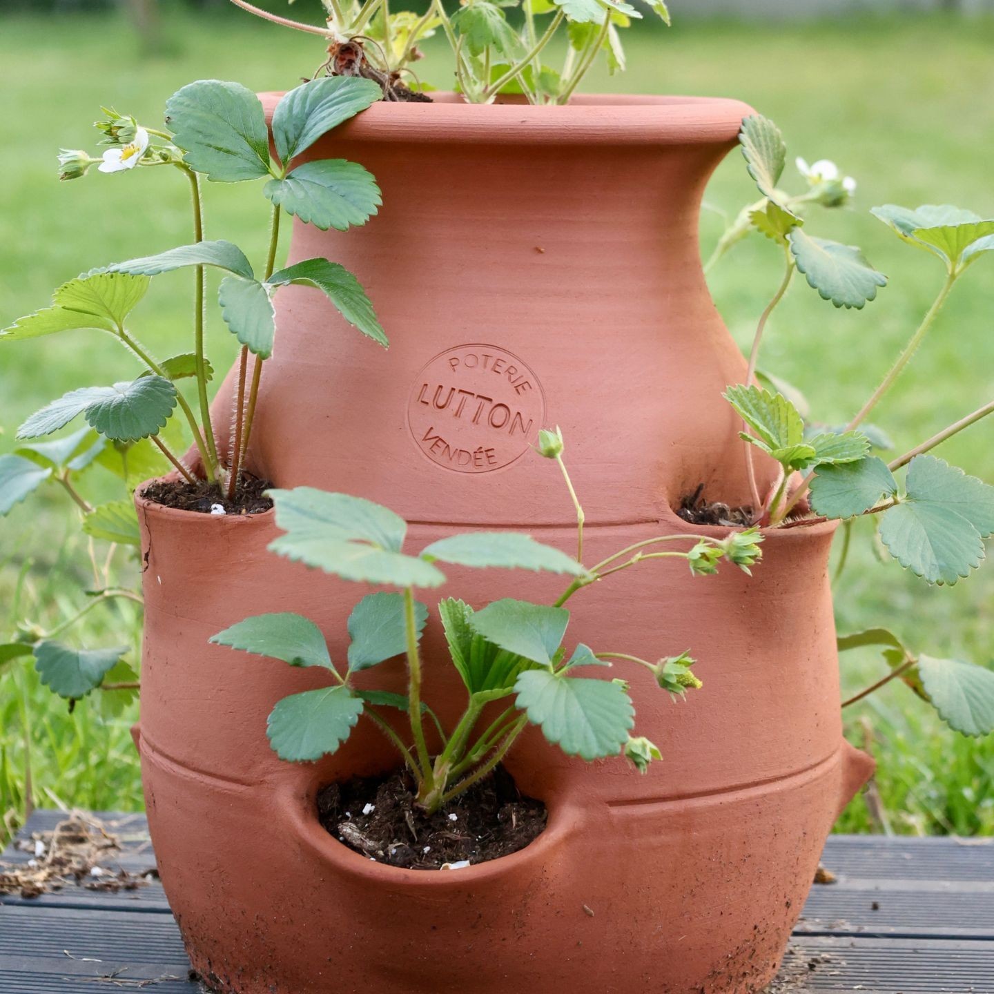 Tour à Fraisier en Poterie Fait Main -  Pour votre Jardin
