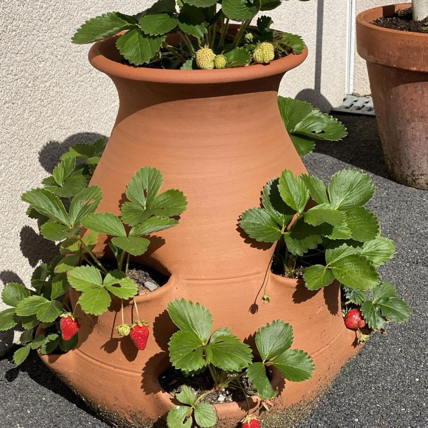 Tour à Fraisier en Poterie Fait Main -  Pour votre Jardin