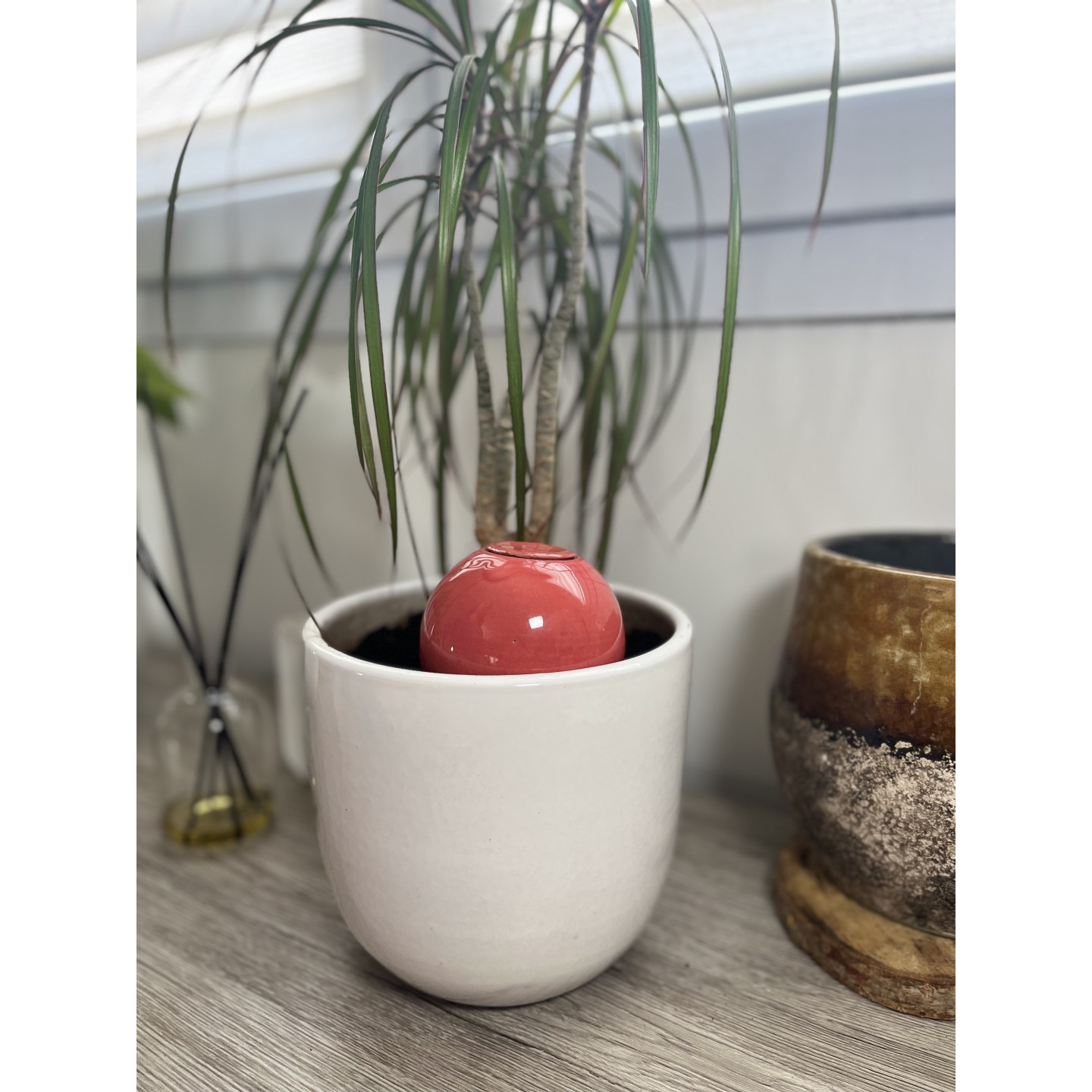 Mini Ollas à Planter Acheter - Ollas Lutton - Diffuseur d'eau autonome