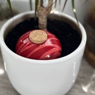 Ollas Galet : L'accessoire d’irrigation naturel pour vos plantes en pot