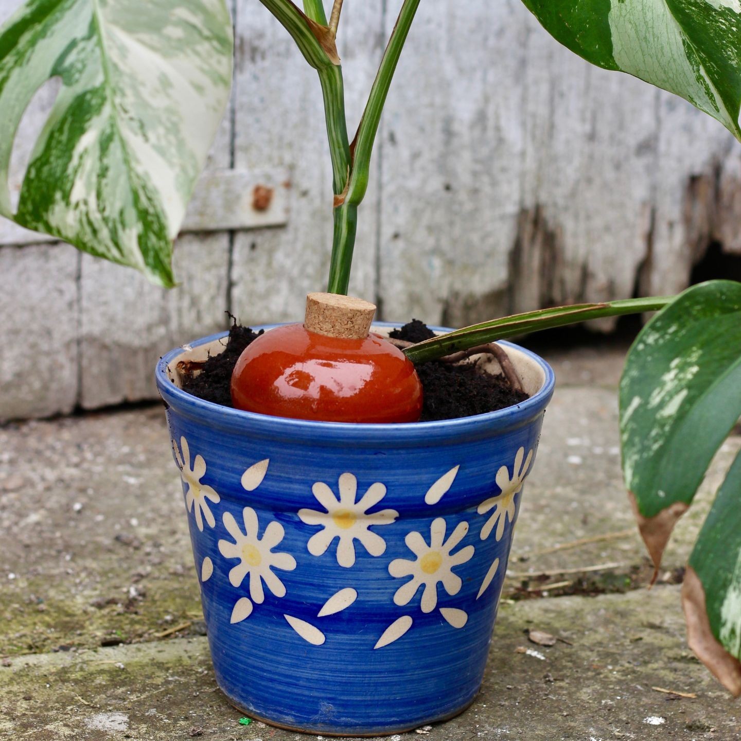 Ollas Galet : L'accessoire d’irrigation naturel pour vos plantes en pot