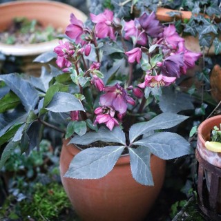 Pot Tradition - Gamme Vendée | Poterie Artisanale Française pour Jardin