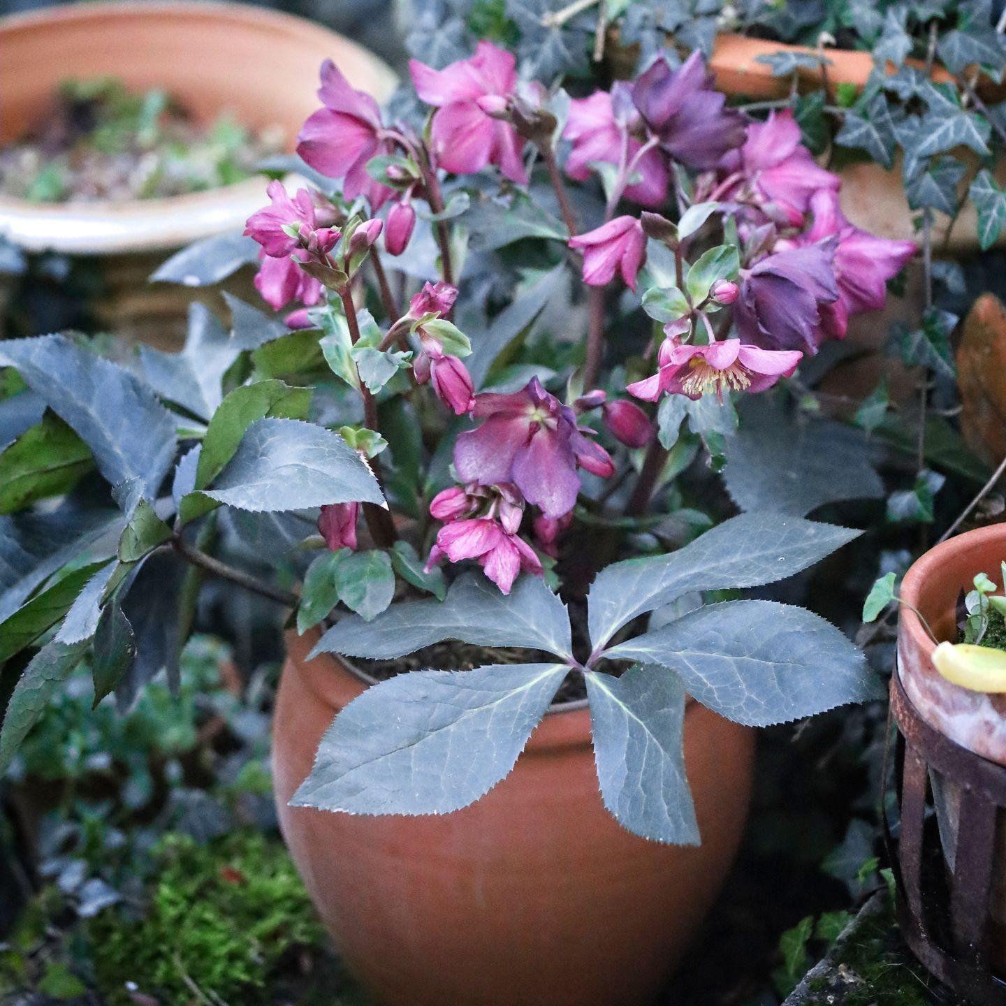 Collection Vendée - Gamme Tradition