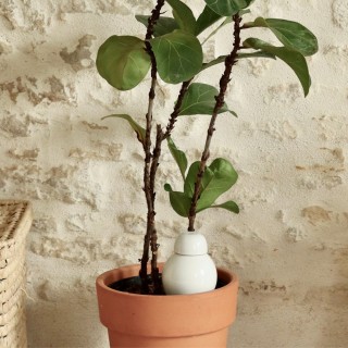 Ollas Sabeur Acheter - Ollas Lutton - Arrosoir autonome