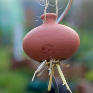 Cocon pour Perce-oreilles - Ollas Lutton