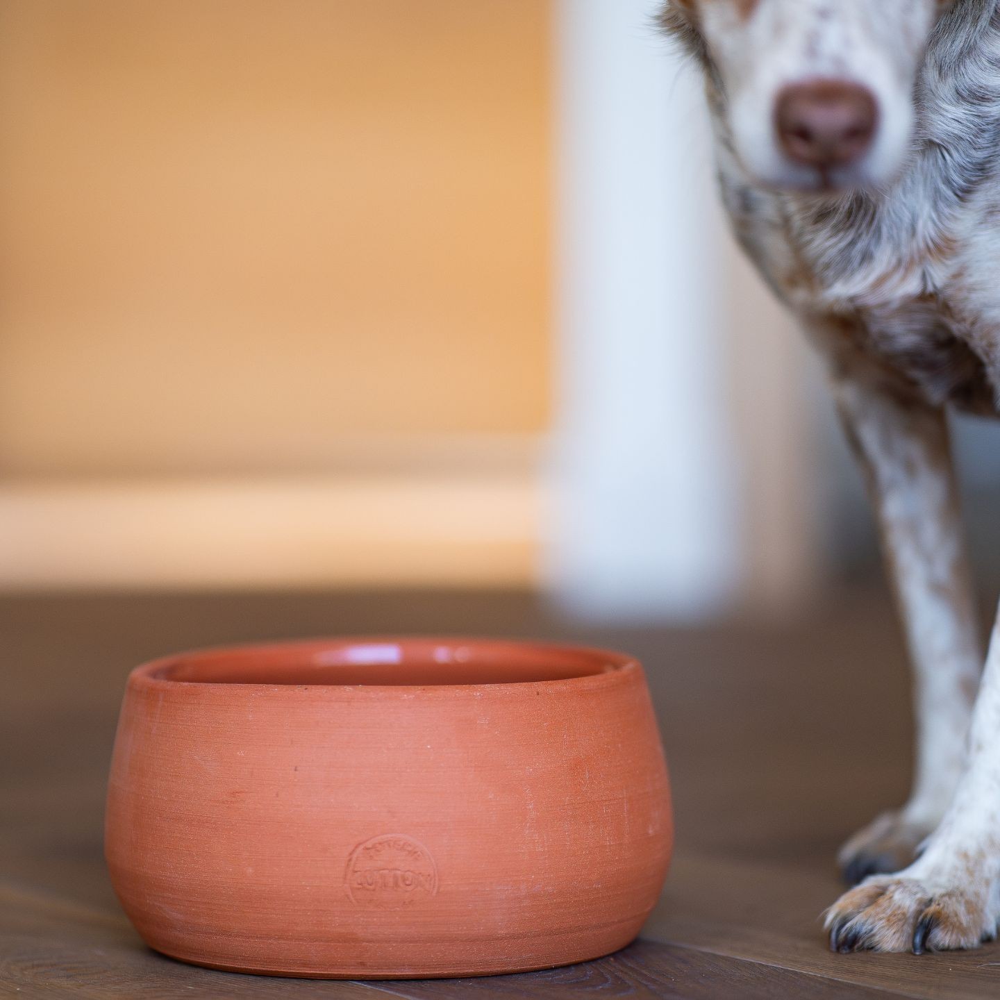 Gamelle en poterie :  le choix sain pour votre chien