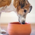 Gamelle en poterie :  le choix sain pour votre chien