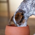 Gamelle en poterie :  le choix sain pour votre chien