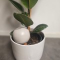 Ollas à planter Glam