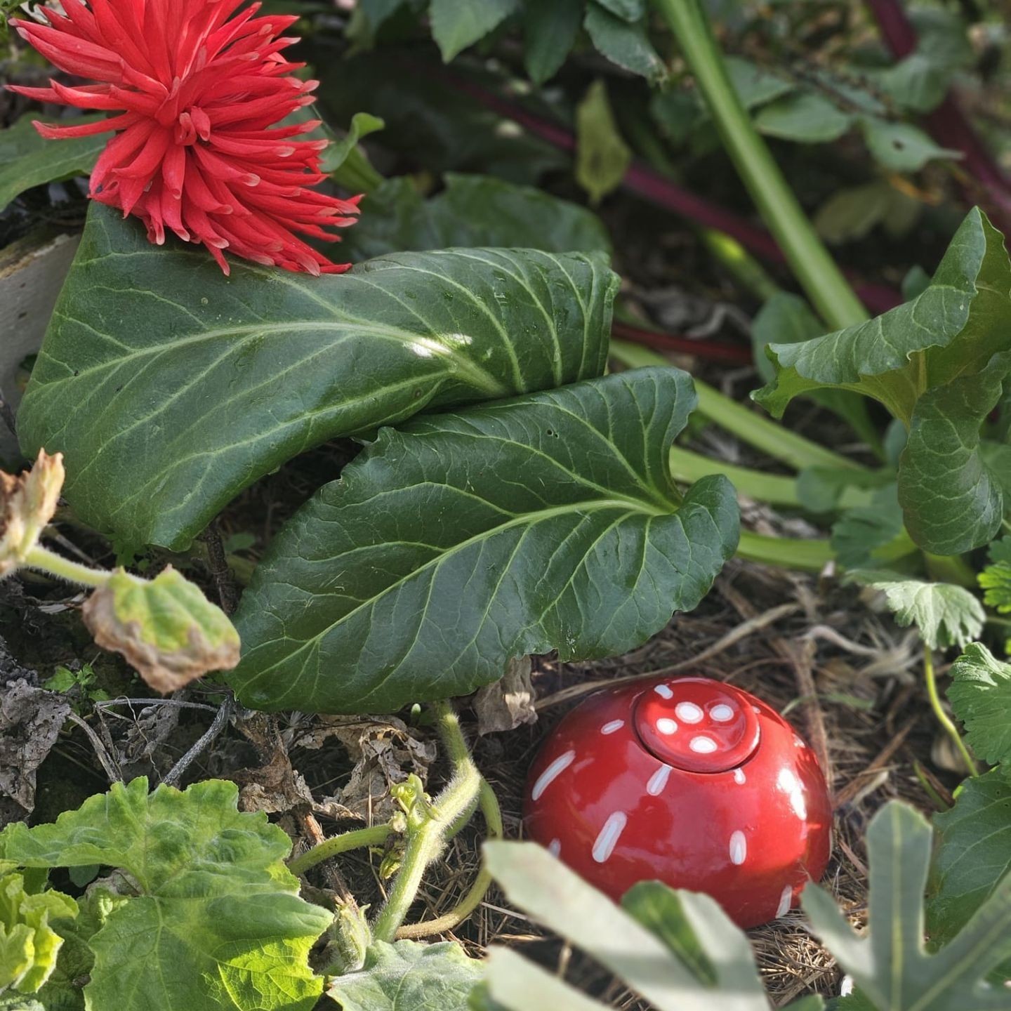 Ollas Champignon - Entre déco féerique et arrosage intelligent