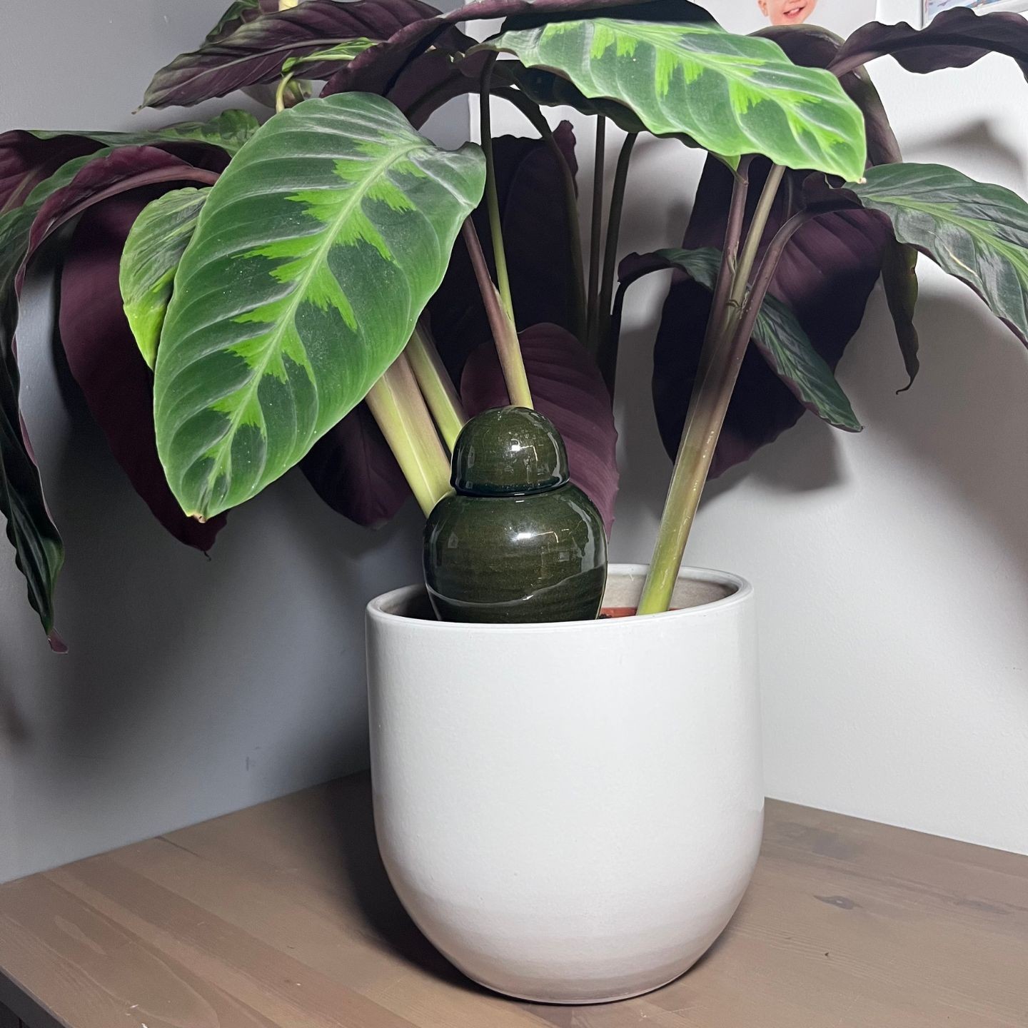 Ollas Sabeur glam à Planter – Arrosage Autonome Design et Écologique