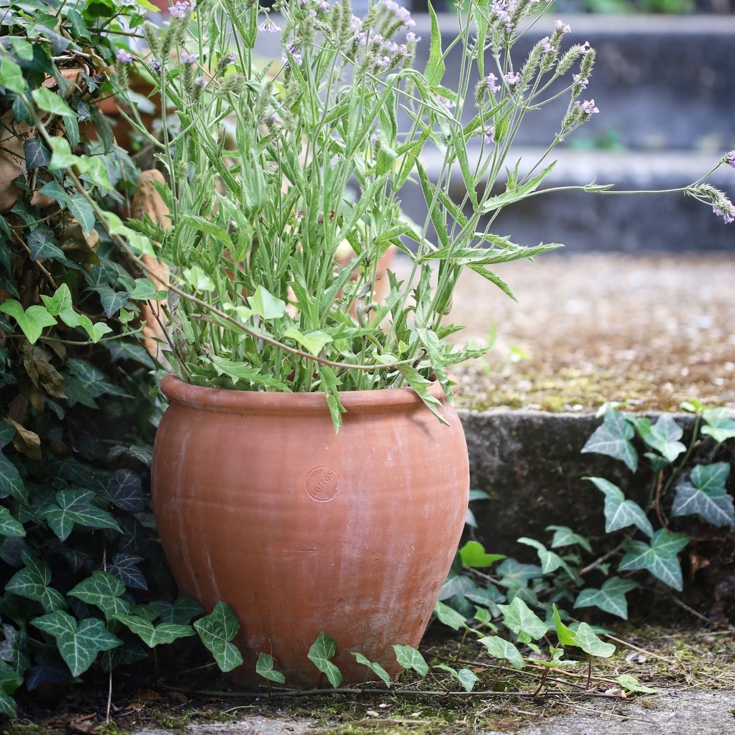 Pot Tradition - Gamme Vendée | Poterie Artisanale Française pour Jardin