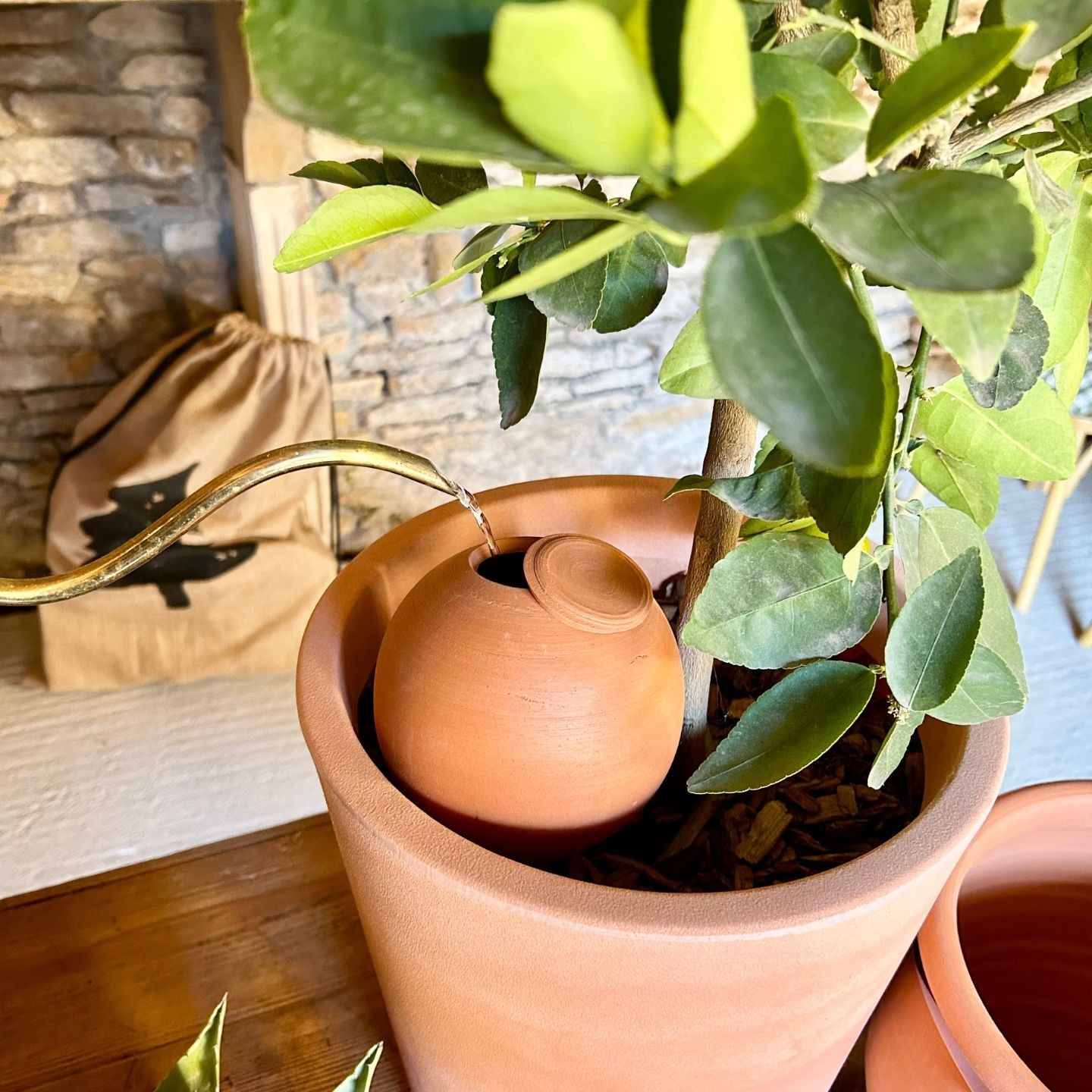 Ollas à Planter Medium