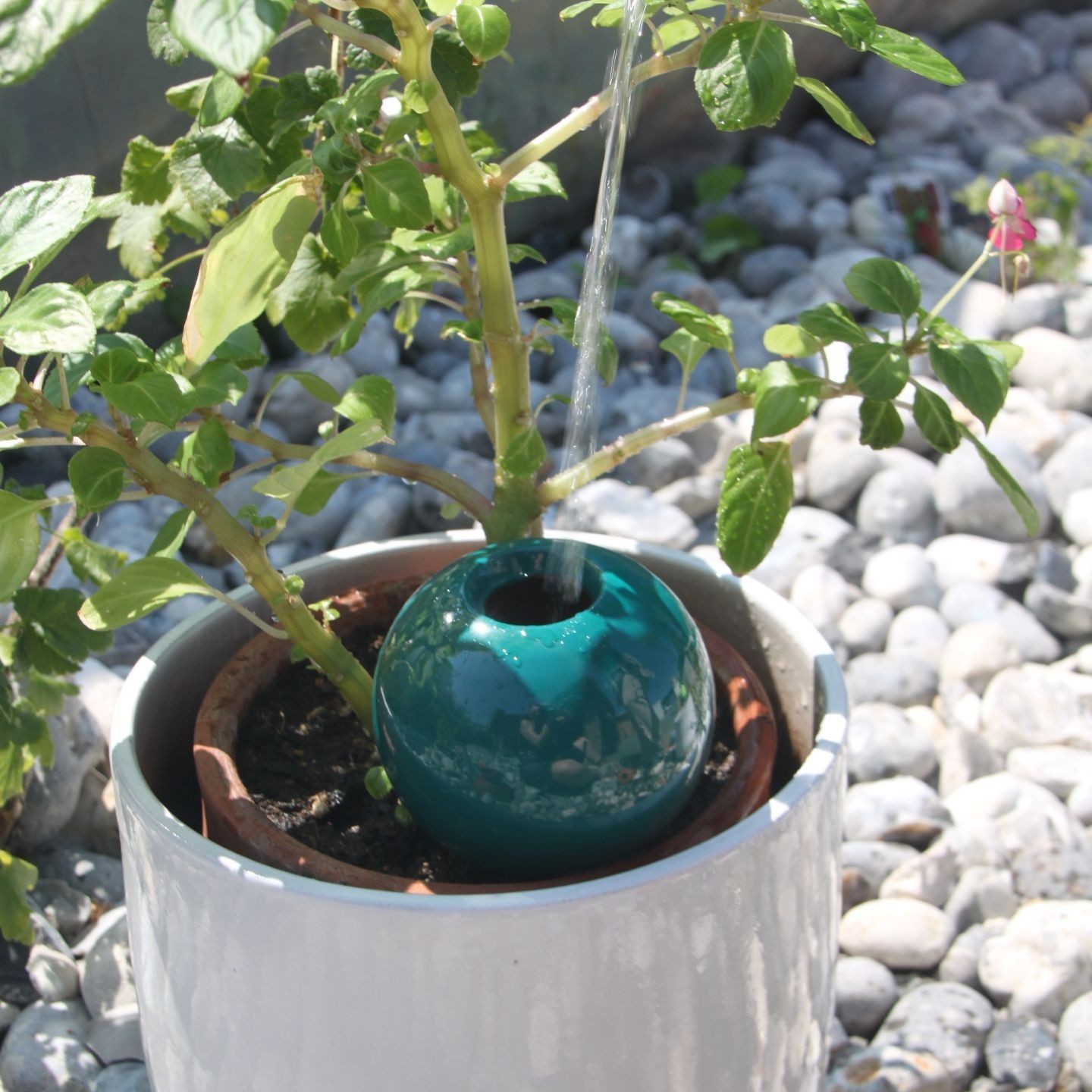 Ollas à Planter Medium – Poterie artisanale française | Arrosage naturel et durable – Ollas Lutton