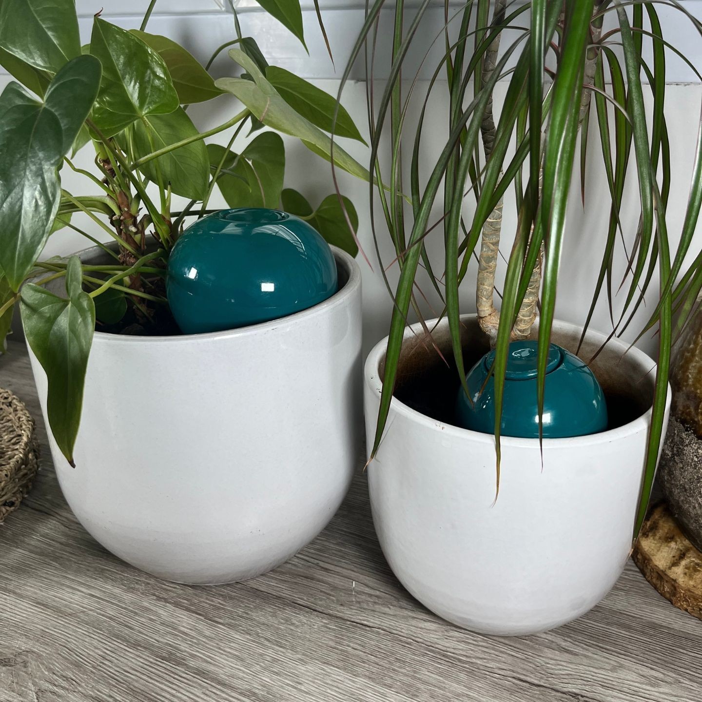 Ollas à Planter Medium