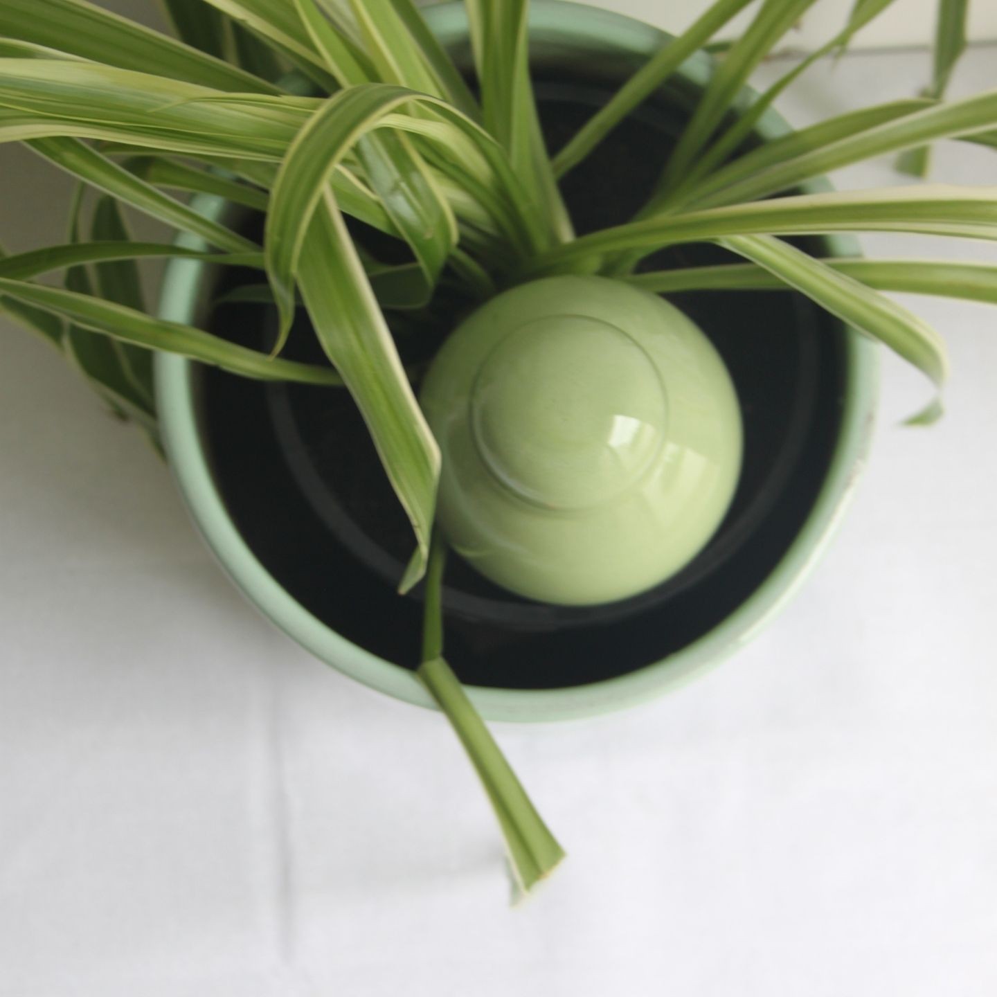 Ollas Sabeur – Ollas Lutton – Autonoomne kastmissüsteem