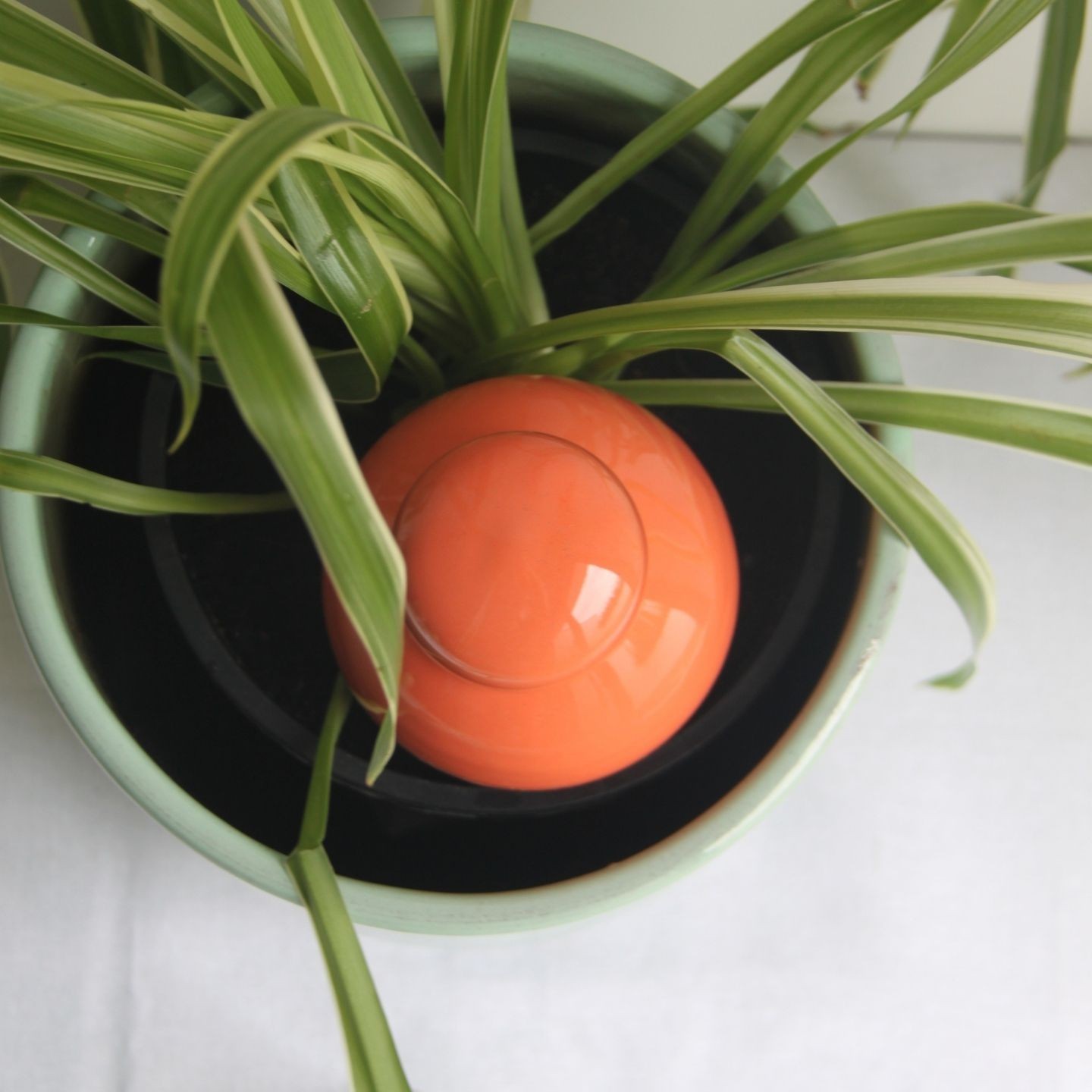 Ollas Sabeur – Ollas Lutton – Autonoomne kastmissüsteem